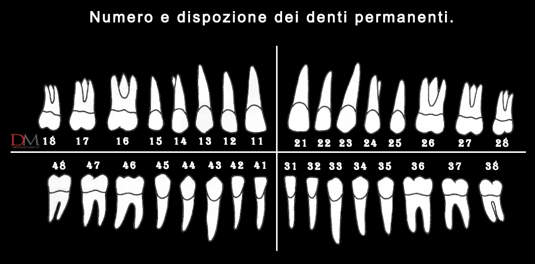 numerazione denti permanenti