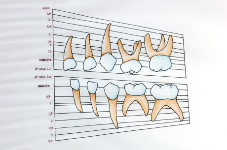 7. Figura indicante lo sviluppo dei denti decidui in relazione all’età dell’individuo.