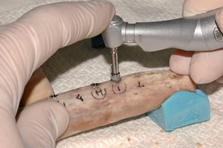 3. Studi su costoletta bovina: inserimento implantare