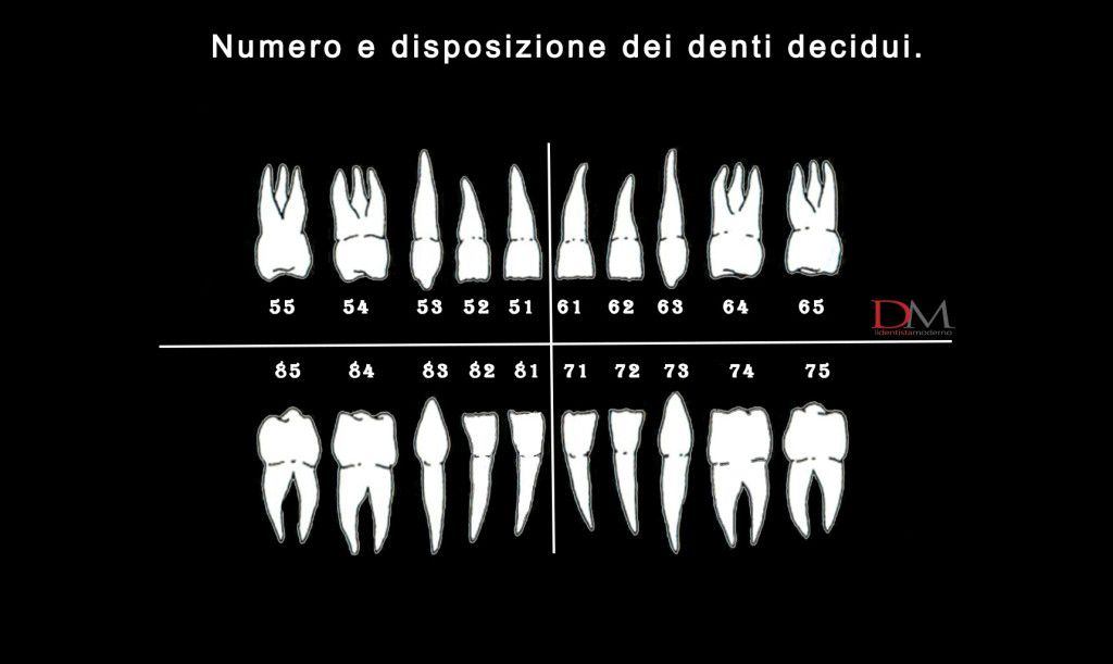 numerazione denti decidui dentizione permanente