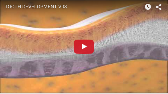 tooth development embryogenesis
