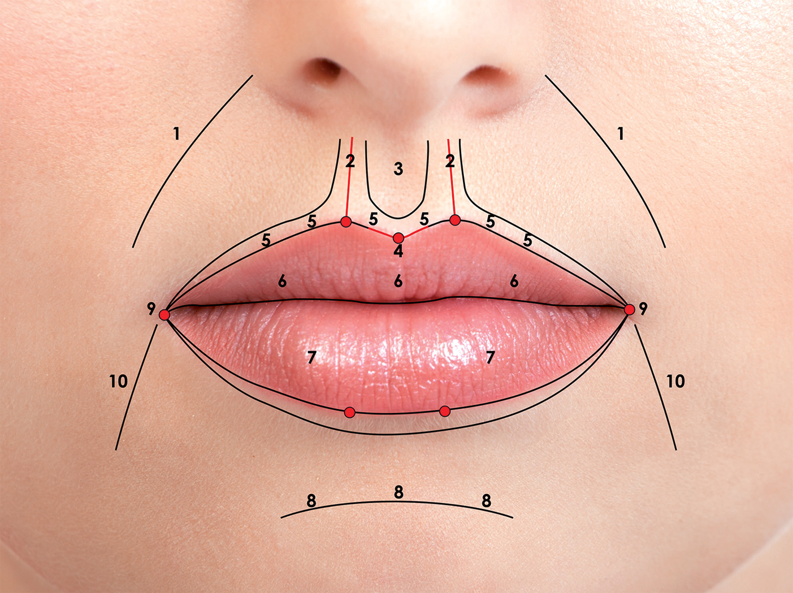 Между носом и ртом. Фильтрум верхней губы анатомия. Строение губ. Строение губ человека. Строение верхней губы человека.