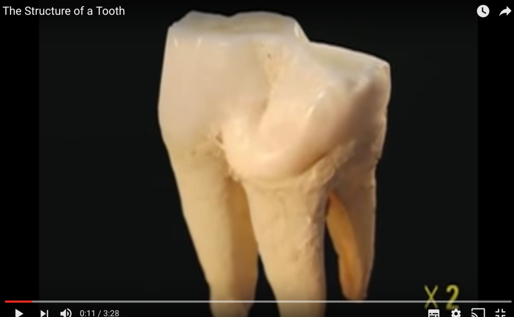DM_il dentista moderno_invecchiamento dentale_smalto polpa dentina