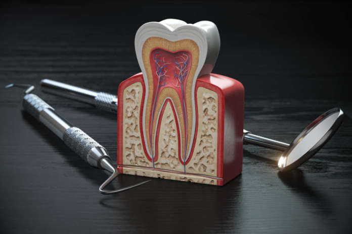 DM_il-dentista-moderno_riassorbimento-radicolare_struttura-dentaria_dente